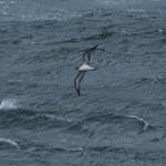 Cory's Shearwater, Outer Hebrides