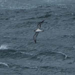 Cory's Shearwater, Outer Hebrides