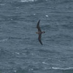 Cory's Shearwater, Griminish Point
