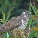 juvenile Cuckoo, Outer Hebrides