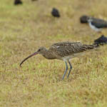 Curlew
