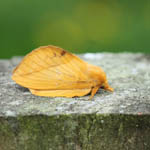 female Drinker moth
