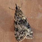 Eudonia truncicolella