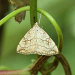 Evergestis pallidata