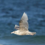 Glaucous Gull, Outer Hebrides birds