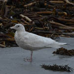 Glaucous Gull, Outer Hebrides