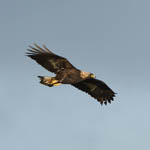 Golden Eagle, Outer Hebrides