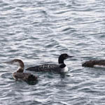 Great Northern Divers, Lewis