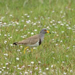 Grey-headed Lapwing, North Uist, Outer Hebrides