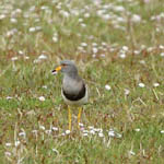 Grey-headed Lapwing, Outer Hebrides