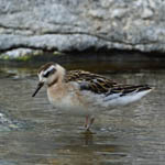 juvenile Grey Phalarope, Outer Hebrides