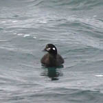 Harlequin Duck, Outer Hebrides
