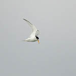 Little Tern, Outer Hebrides birds
