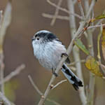 Long-tailed Tit, Uist