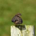 juvenile Merlin, Outer Hebrides
