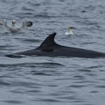 Minke Whale, Shiants
