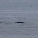 Minke Whale, Point
