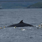 Minke Whale, Harris