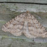 Mottled Grey, Outer Hebrides moths