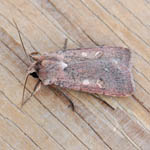 Neglected Rustic, Outer Hebrides moths