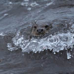 Otter, Outer Hebrides