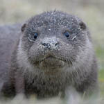 Otter cub, Outer Hebrides