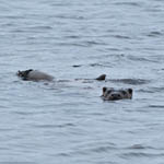 Otter North Uist