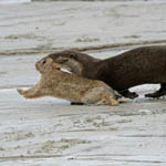 Otter with Rabbit, Outer Hebrides