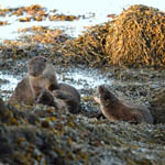 Otters, Outer Hebrides
