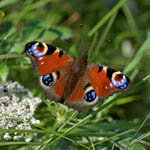 Peacock butterlfy, Outer Hebrides