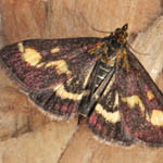Pyraustra purparlis