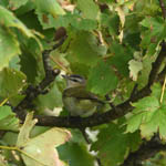 Red-eyed Vireo, Outer Hebrides