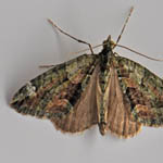 Red-green Carpet, Outer Hebrides moths