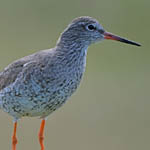 Redshank, Outer Hebrides