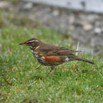 Redwing, Outer Hebrides