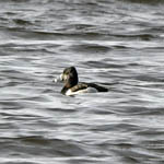 Ring-necked Duck, Outer Hebrides birds