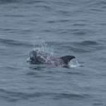 Risso's Dolphin, Outer Hebrides