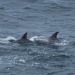 Risso's Dolphin, Tiumpa Head