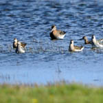 Ruff and godwits