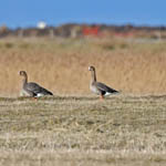 Russian White-fronted Geese, Outer Hebrides birds