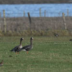 Russian White-fronted Geese, Outer Hebrides