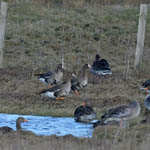 Russian White-fronted Geese, Outer Hebrides