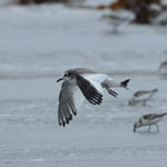 Sabine's Gull, Stinky Bay, Benbecula
