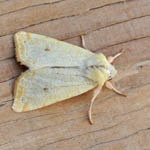 Sallow, Outer Hebrides moths