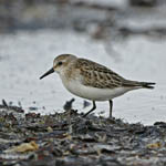 Semipalmated Sandpiper, Outer Hebrides