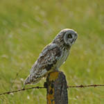 Short-eared Owl