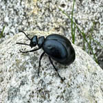 Short-necked Oil Beetle, Outer Hebrides