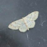 Small Fan-footed Wave