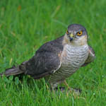 Sparrowhawk, Outer Hebrides