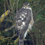 Sparrowhawk, Outer Hebrides birds
